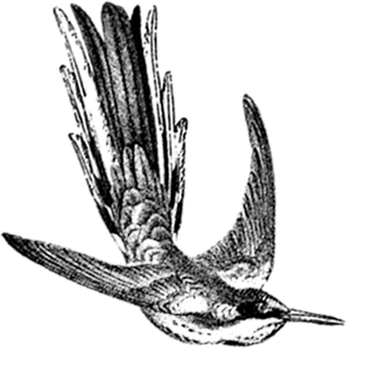 #1733b - Bird - Nature